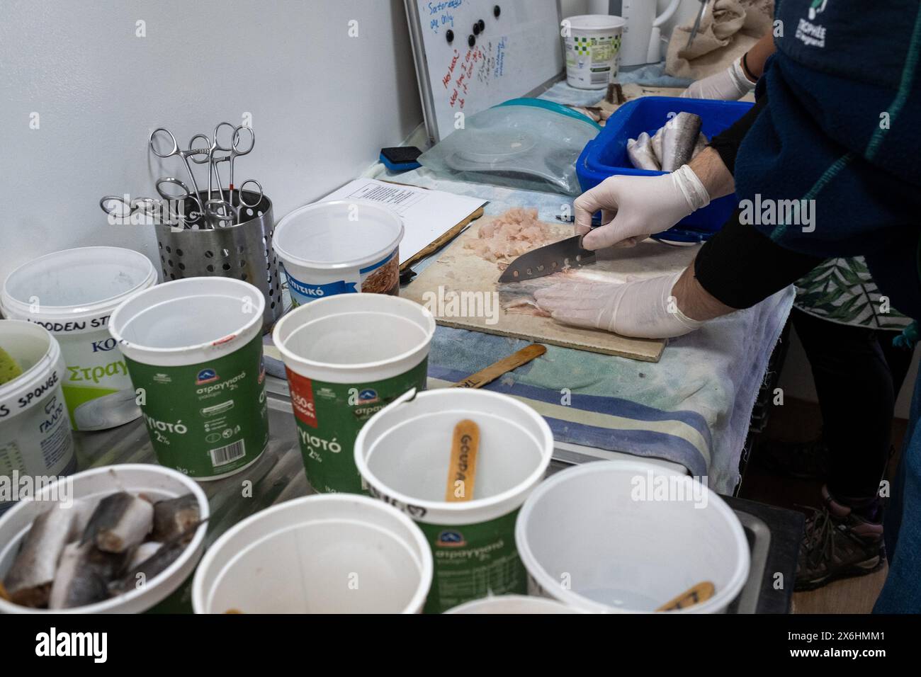 Preparare il cibo per tartarughe a base di pesce aringhe presso il centro di salvataggio delle tartarughe marine Archelon a Glyphada, alla periferia di Atene, la capitale della Grecia, o Foto Stock