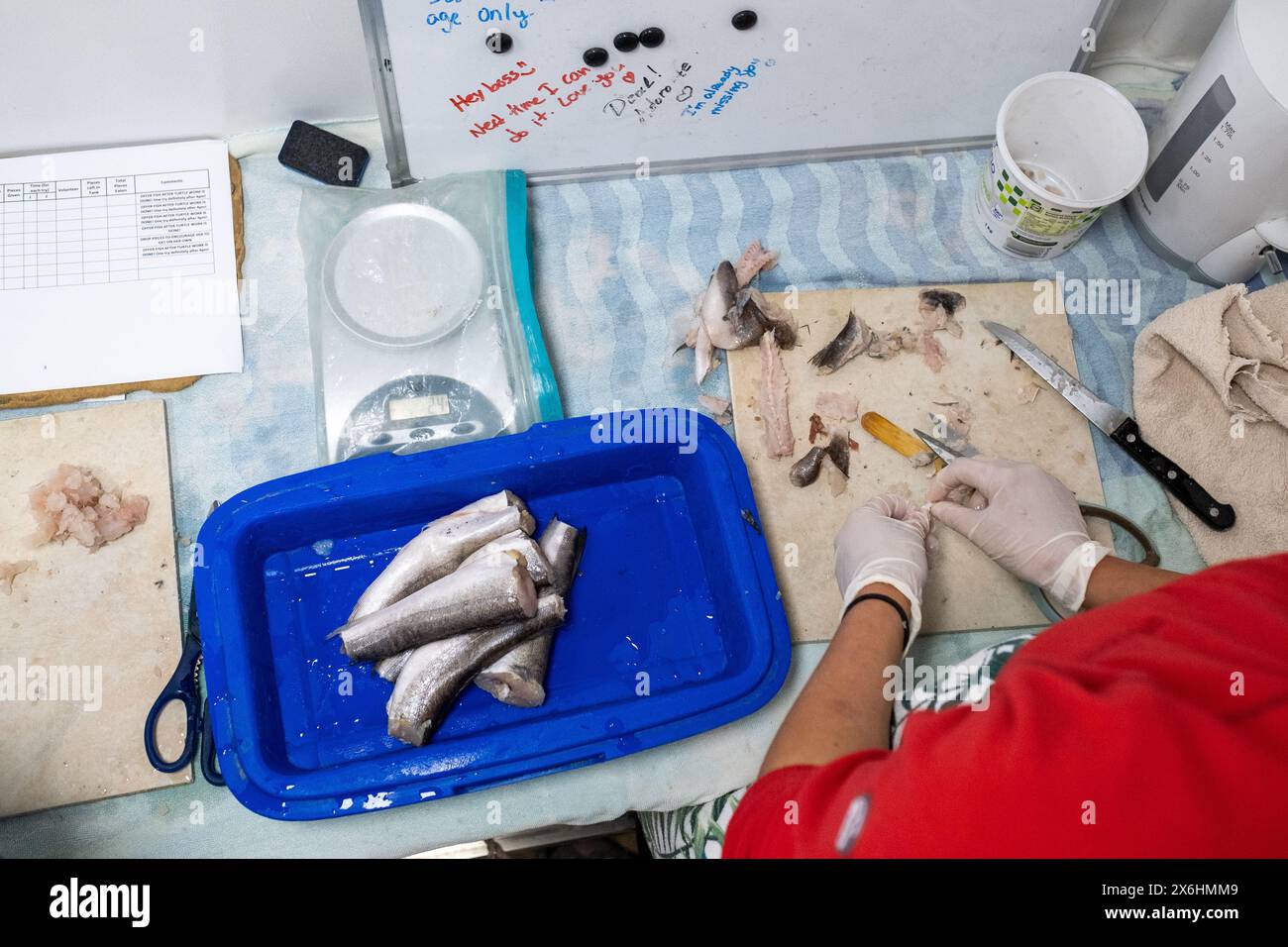 Preparare il cibo per tartarughe a base di pesce aringhe presso il centro di salvataggio delle tartarughe marine Archelon a Glyphada, alla periferia di Atene, la capitale della Grecia, o Foto Stock