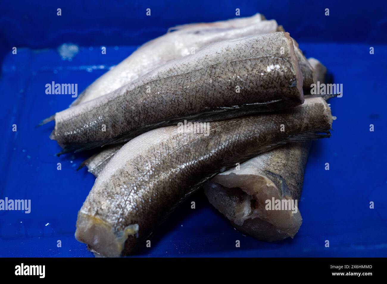 Preparare il cibo per tartarughe a base di pesce aringhe presso il centro di salvataggio delle tartarughe marine Archelon a Glyphada, alla periferia di Atene, la capitale della Grecia, o Foto Stock