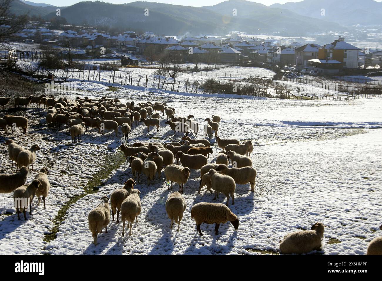 Gregge di pecore in attesa di fronte alla stalla durante una giornata invernale nevosa, vicino al villaggio di Benkovski, provincia di Kardzhali, Bulgaria. Foto Stock