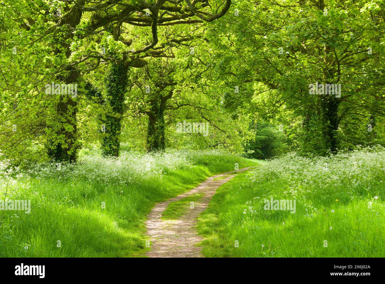 Un percorso attraverso un bosco di latifoglie nella campagna inglese alla fine della primavera, nel Somerset settentrionale, in Inghilterra. Foto Stock