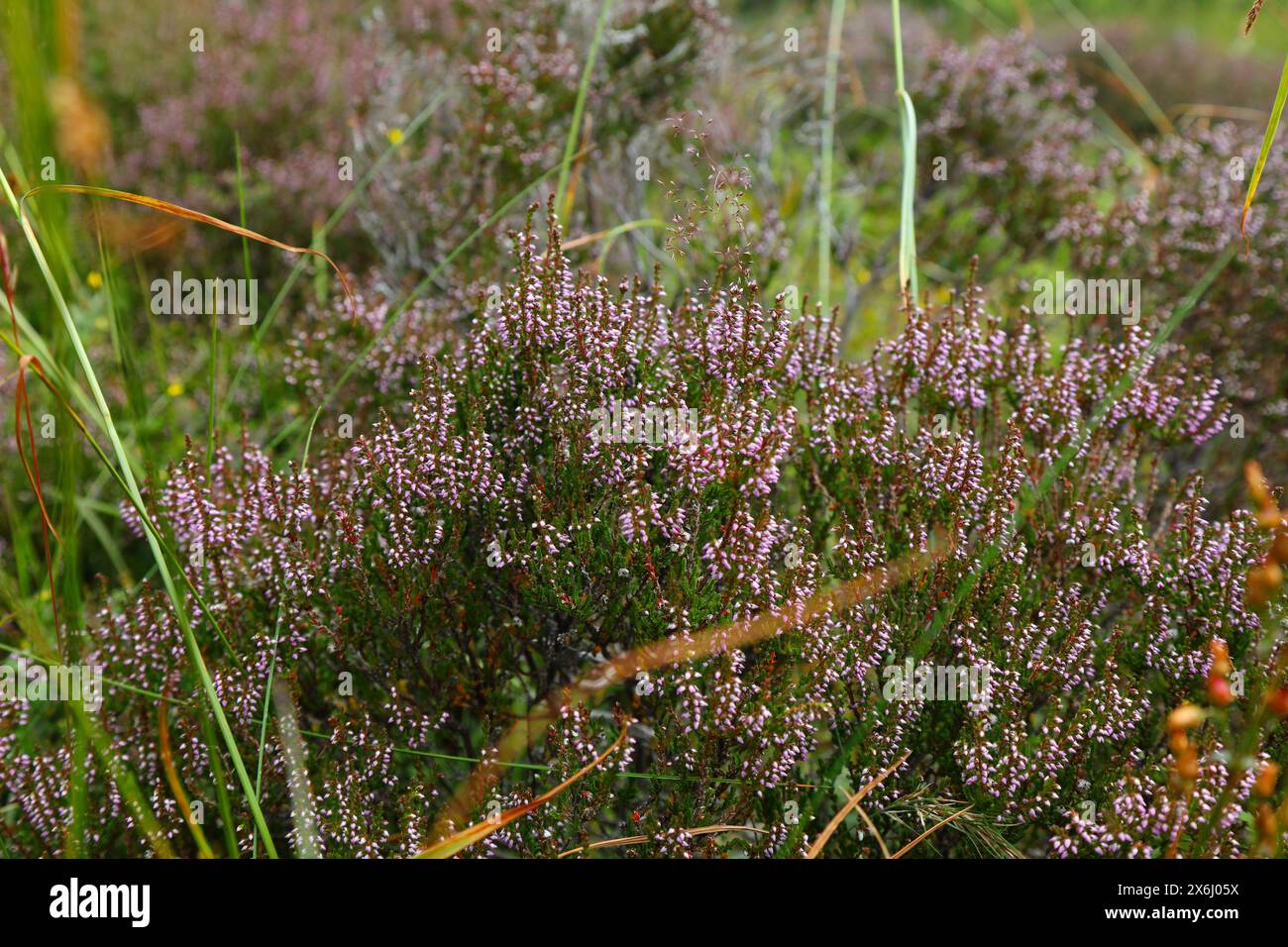 Natura della Norvegia. Stabilimento di Heather (noto anche come Ling, Calluna vulgaris in latino). Specie vegetali indurite a freddo in Scandinavia. Foto Stock