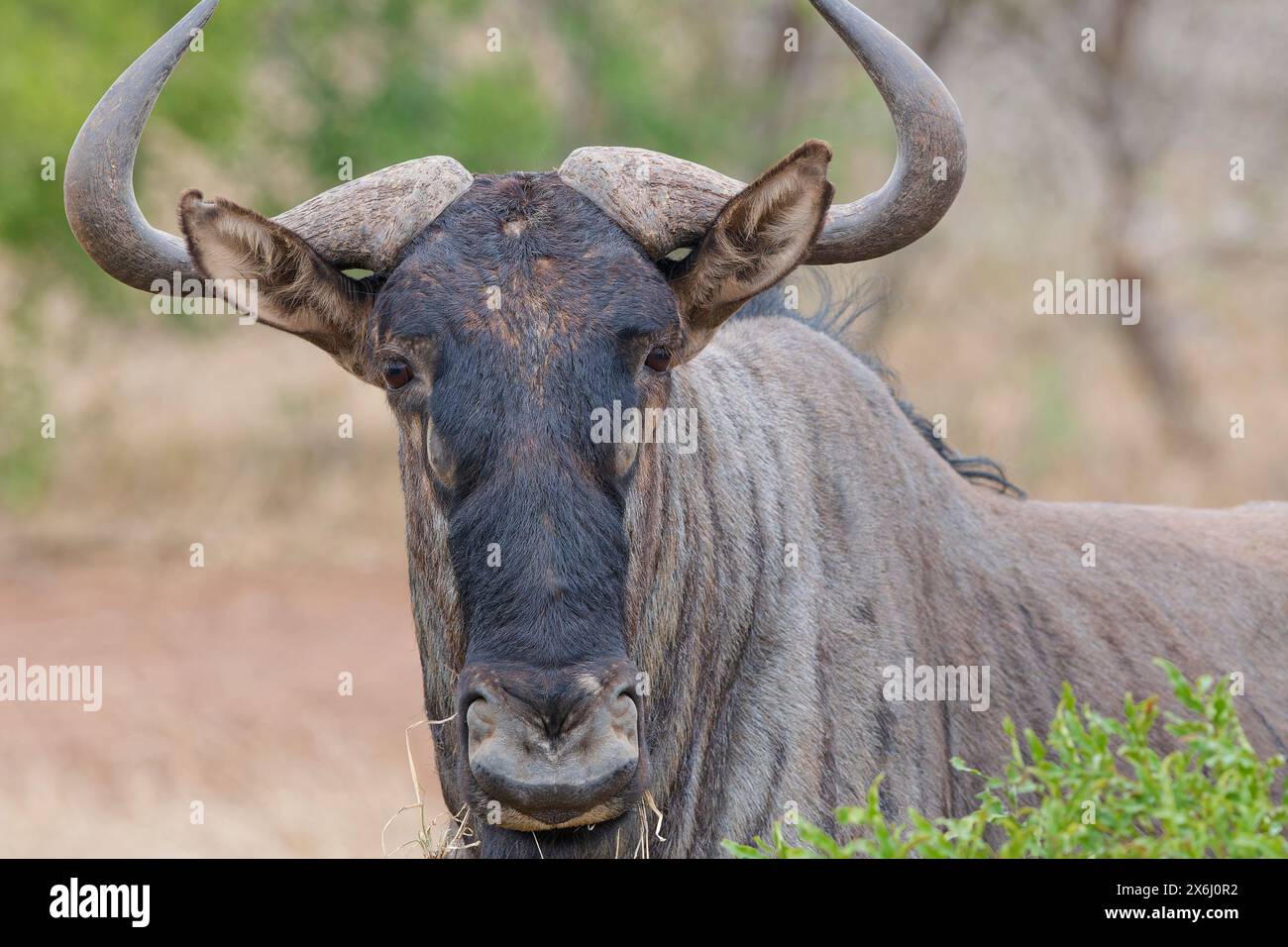 gnu (Connochaetes taurinus), alimentazione di gnu per adulti su erba secca, ritratto di animali, primo piano della testa, Kruger National Park, Sudafrica, Foto Stock