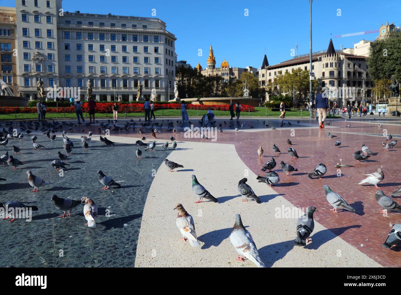 Piccioni di piazza Placa Catalunya nella città di Barcellona, Spagna. Concentrati sui piccioni anteriori. Foto Stock