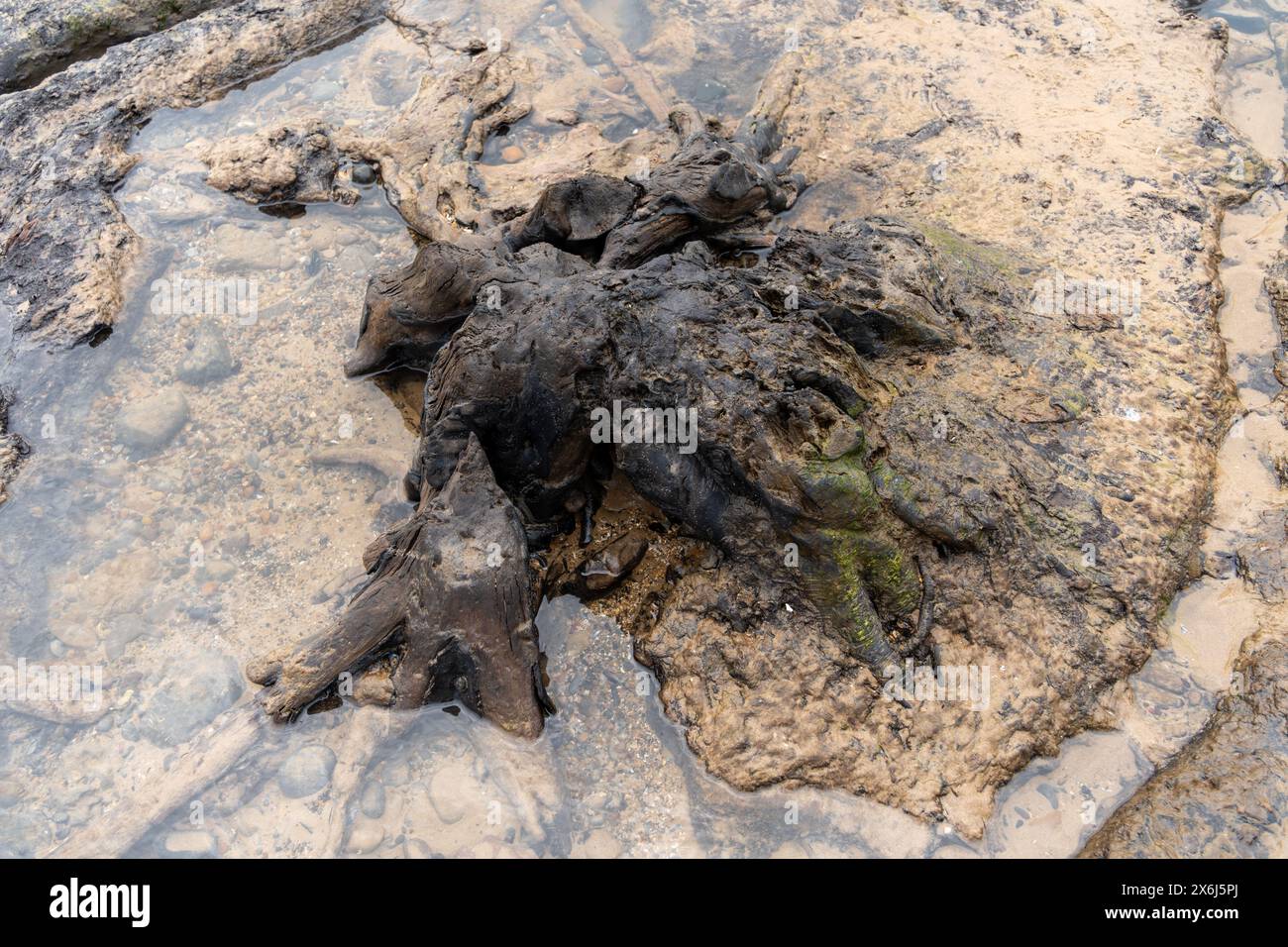 Foresta pietrificata europea preistorica del Mare del Nord di Doggerland, a Redcar, North Yorkshire, Regno Unito, sommersa a causa dei cambiamenti climatici dell'era mesolitica Foto Stock