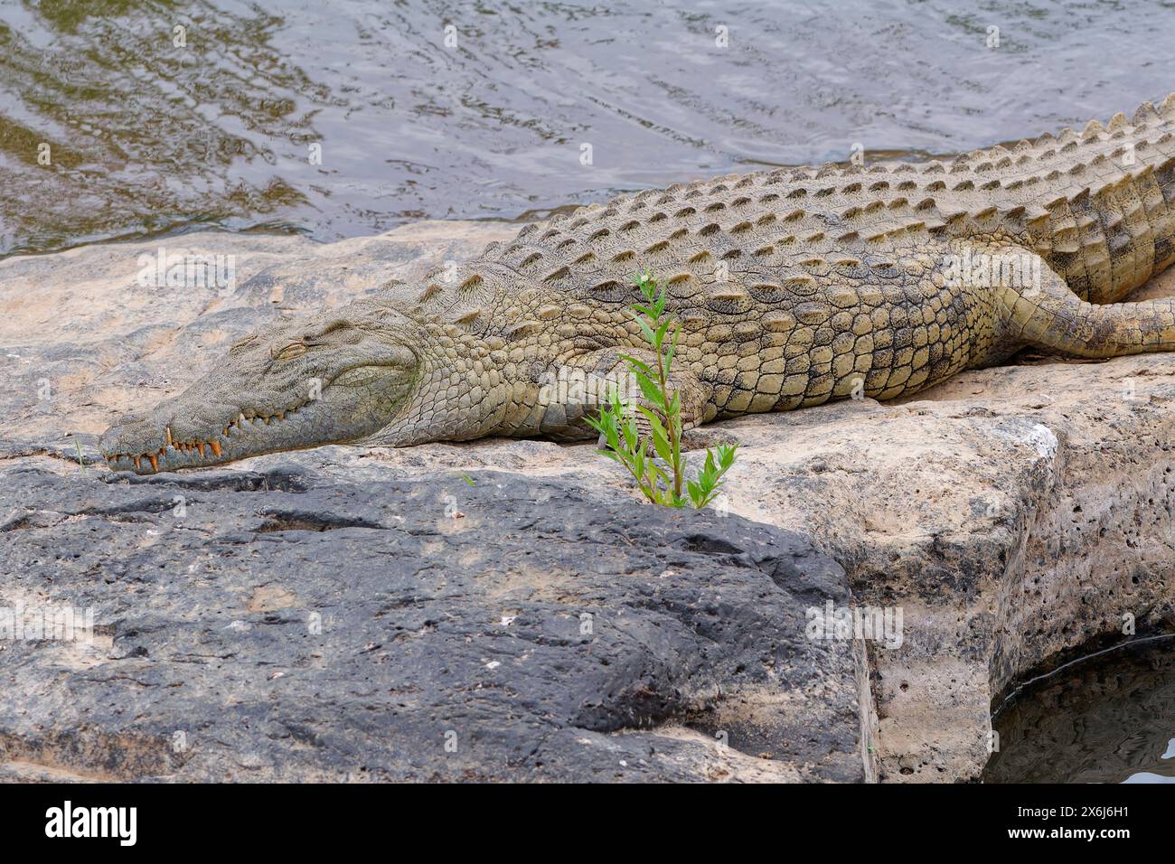 Coccodrillo del Nilo (Crocodylus niloticus), adulto, che dorme sulla riva rocciosa del fiume Sabie, Parco Nazionale Kruger, Sudafrica, Africa Foto Stock