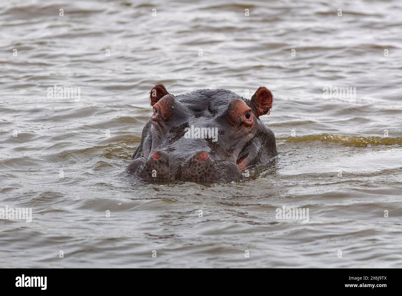 Hippopotamus (Hippopotamus amphibius), adulto in acqua, guardando la macchina fotografica, primo piano della testa, Sunset Dam, parco nazionale di Kruger, Sudafrica, Africa Foto Stock