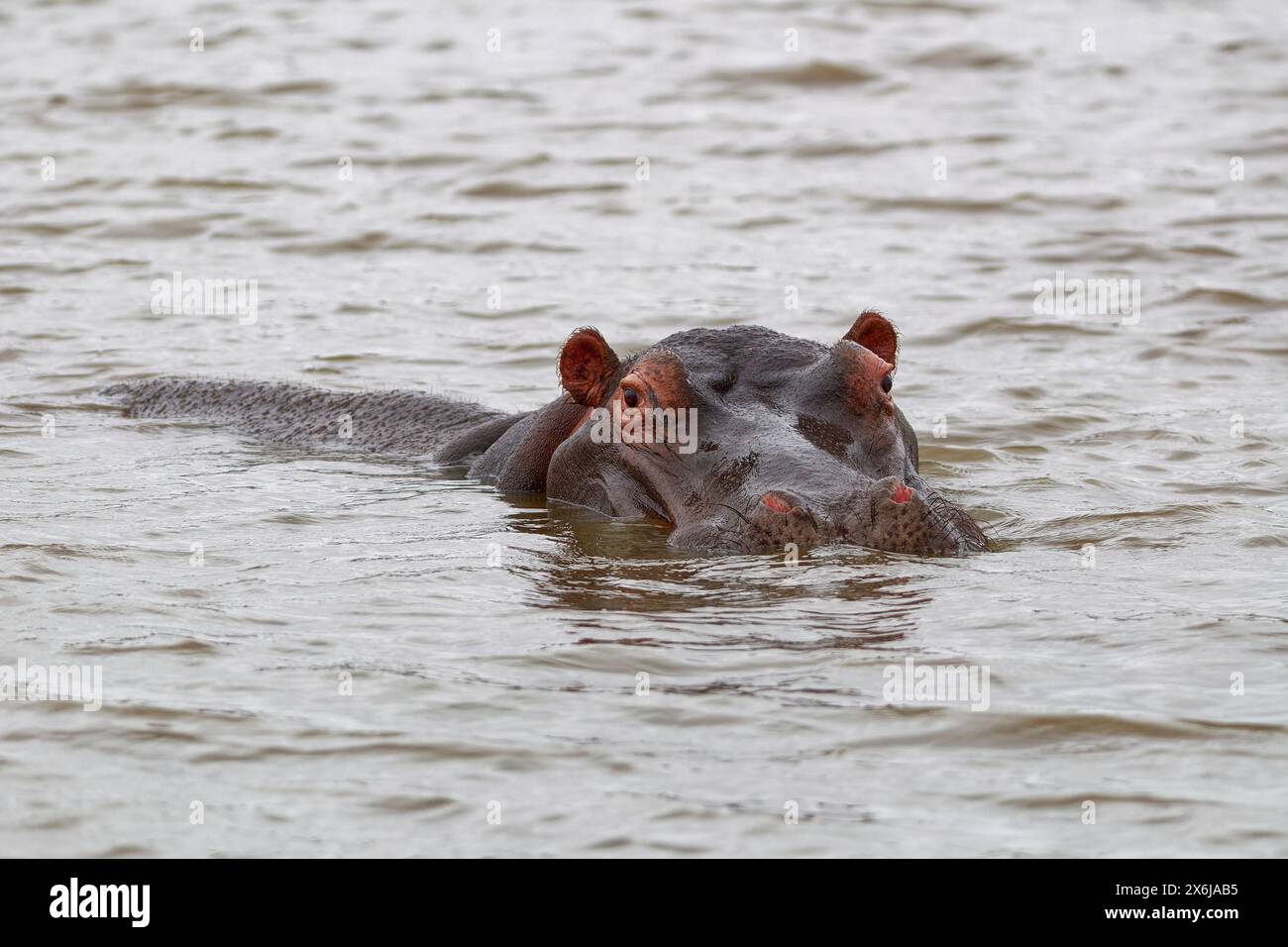 Hippopotamus (Hippopotamus amphibius), adulto in acqua, guardando la macchina fotografica, primo piano della testa, Sunset Dam, parco nazionale di Kruger, Sudafrica, Africa Foto Stock