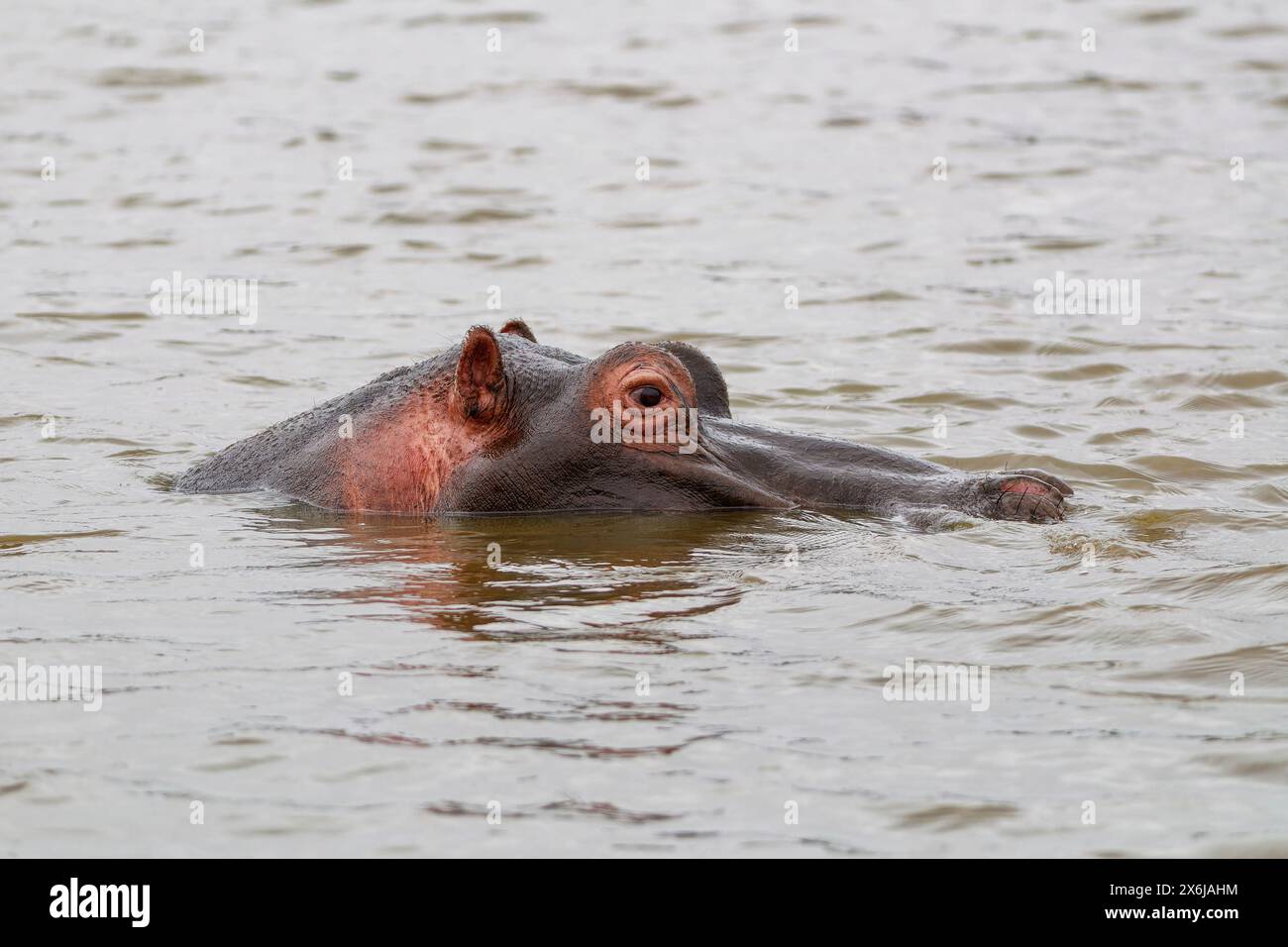 Hippopotamus (Hippopotamus amphibius), adulto in acqua, primo piano della testa, profilo, Sunset Dam, parco nazionale di Kruger, Sudafrica, Africa Foto Stock