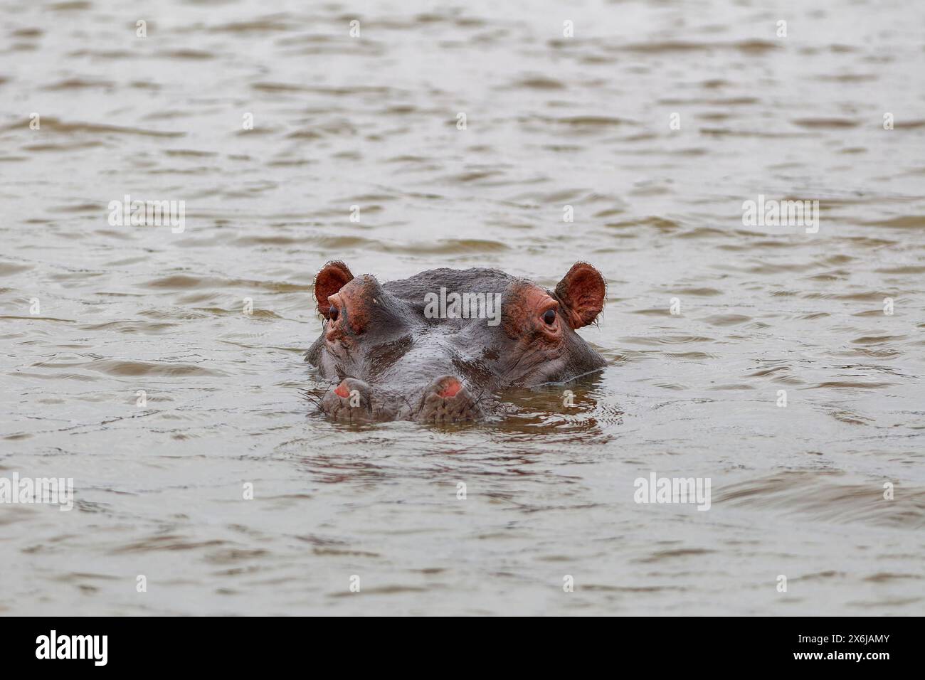 Hippopotamus (Hippopotamus amphibius), adulto in acqua, guardando la macchina fotografica, primo piano della testa, Sunset Dam, parco nazionale di Kruger, Sudafrica, Africa Foto Stock