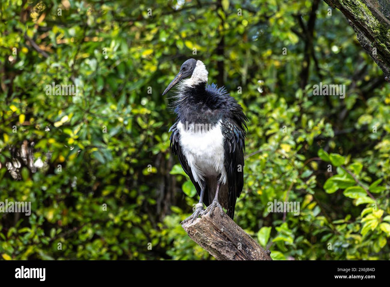 La paglia di colli, Ibis Threskiornis spinicollis è un uccello di ibis e la spatola famiglia Threskiornithidae. Foto Stock