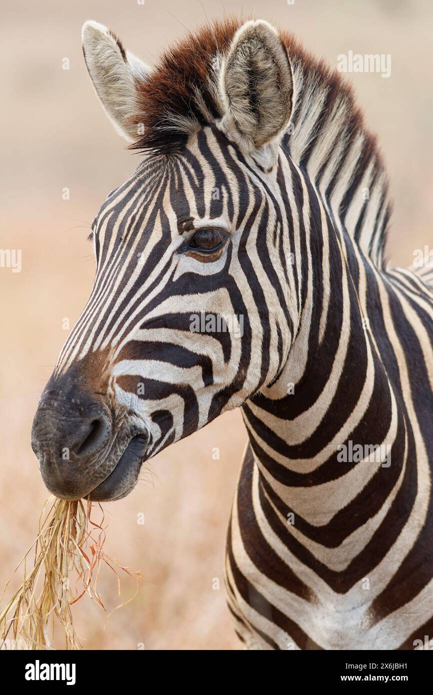 Zebra di Burchell (Equus quagga burchellii), nutrizione di adulti su erba secca, primo piano della testa, ritratto di animali, Parco nazionale Kruger, Sudafrica, Africa Foto Stock