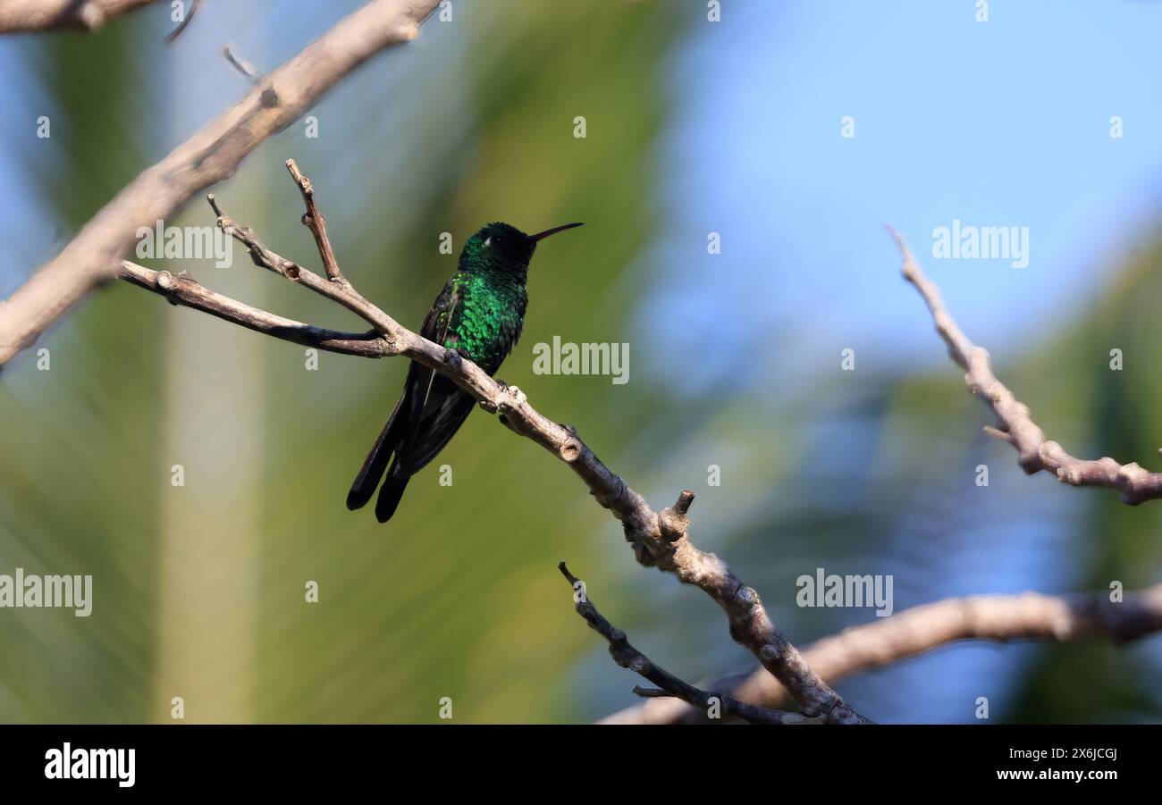 Cuban Emerald o Esmeralda Cubana - Un colibrì a Cuba (Riccordia ricordii) . Foto Stock