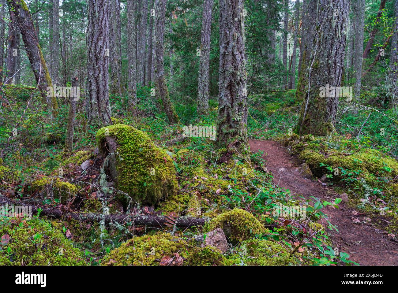 La foresta del John Dean Provincial Park, Vancouver Island, British Columbia, Canada. Foto Stock