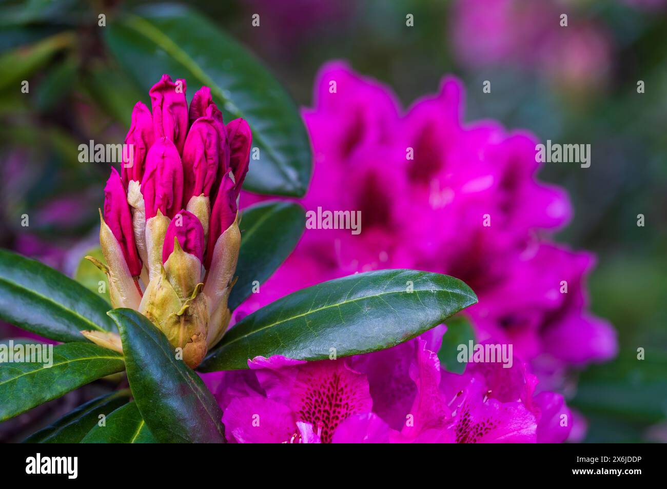 Fiori di rododendro a Beacon Hill Park, Victoria, Isola di Vancouver, Columbia Britannica, Canada. Foto Stock