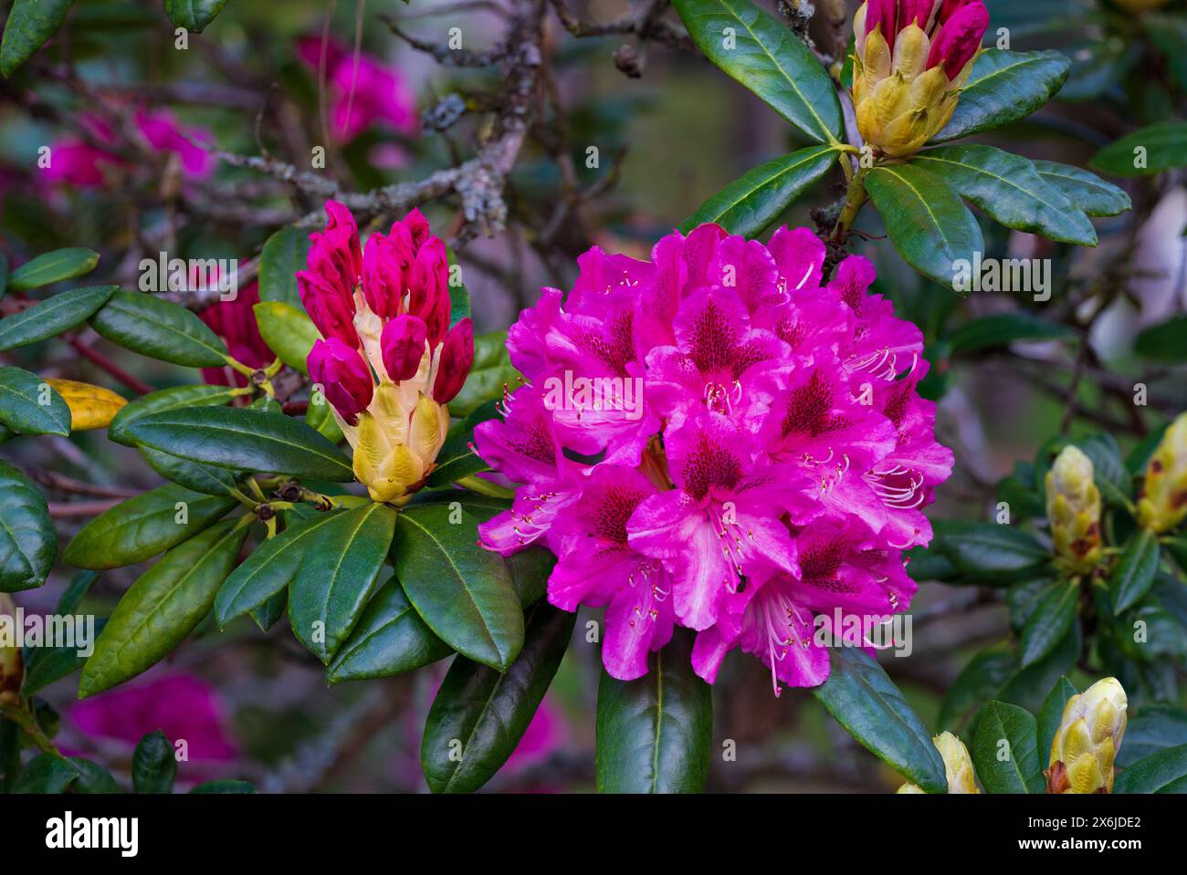 Fiori di rododendro a Beacon Hill Park, Victoria, Isola di Vancouver, Columbia Britannica, Canada. Foto Stock
