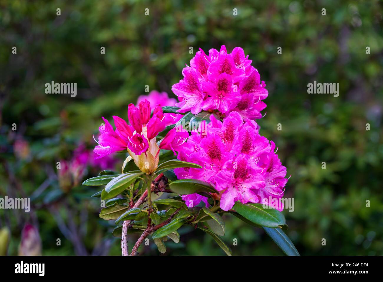 Fiori di rododendro a Beacon Hill Park, Victoria, Isola di Vancouver, Columbia Britannica, Canada. Foto Stock