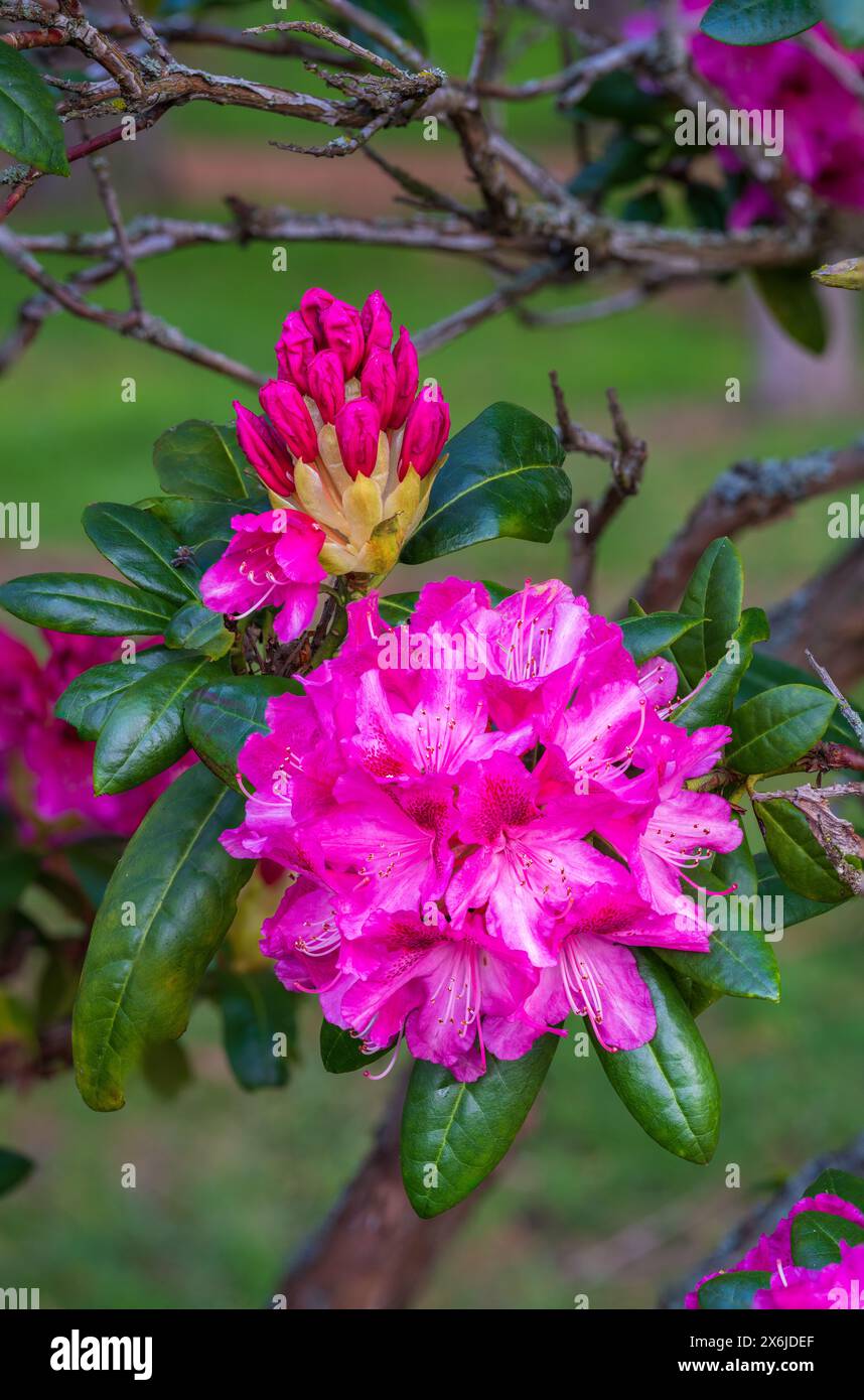 Fiori di rododendro a Beacon Hill Park, Victoria, Isola di Vancouver, Columbia Britannica, Canada. Foto Stock