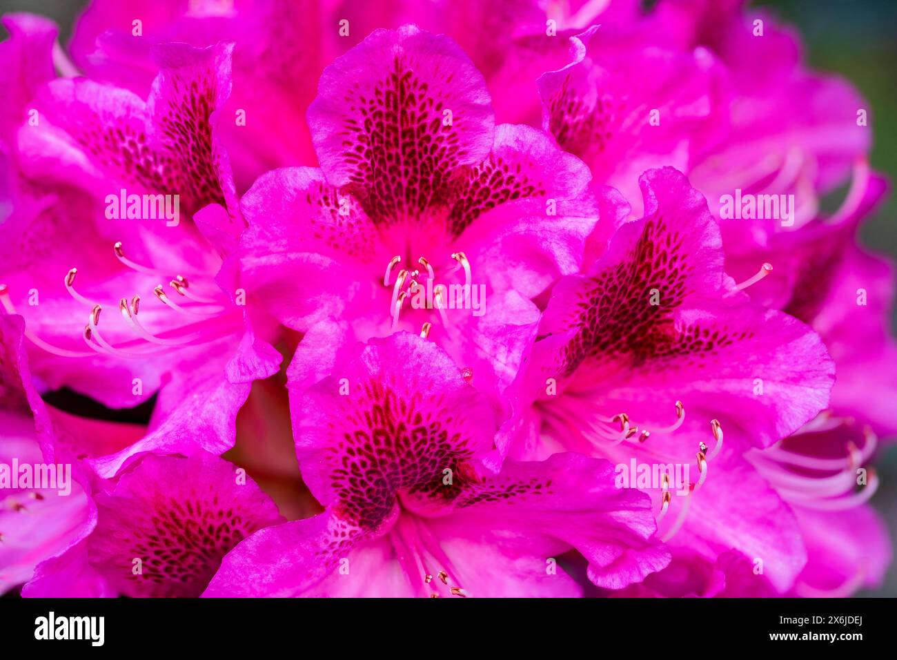 Fiori di rododendro a Beacon Hill Park, Victoria, Isola di Vancouver, Columbia Britannica, Canada. Foto Stock