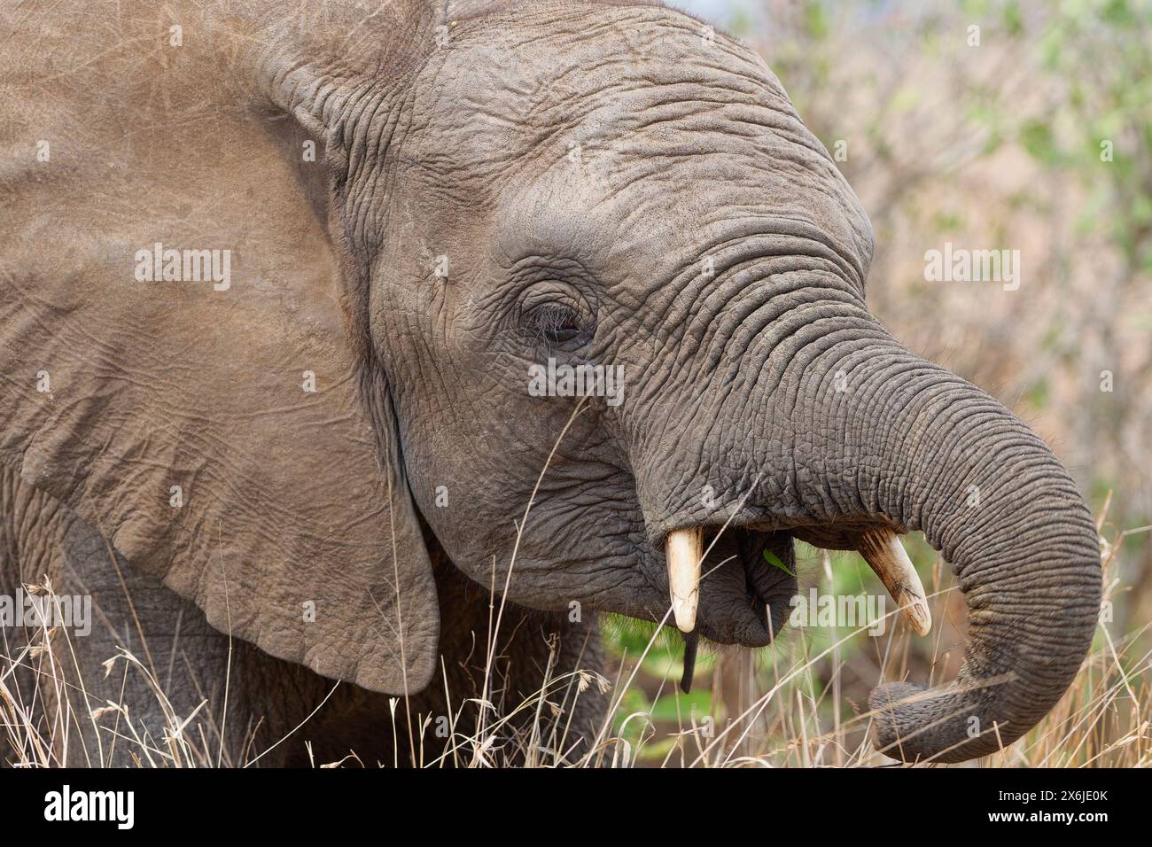 Elefante africano (Loxodonta africana), vitello con elefante che si nutre di erba secca, primo piano della testa, Parco nazionale Kruger, Sudafrica, Africa Foto Stock