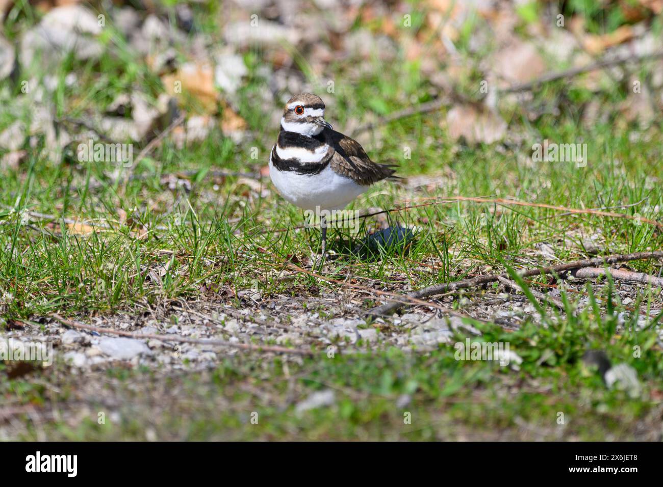 Killdeer nell'erba nel bosco in primavera Foto Stock