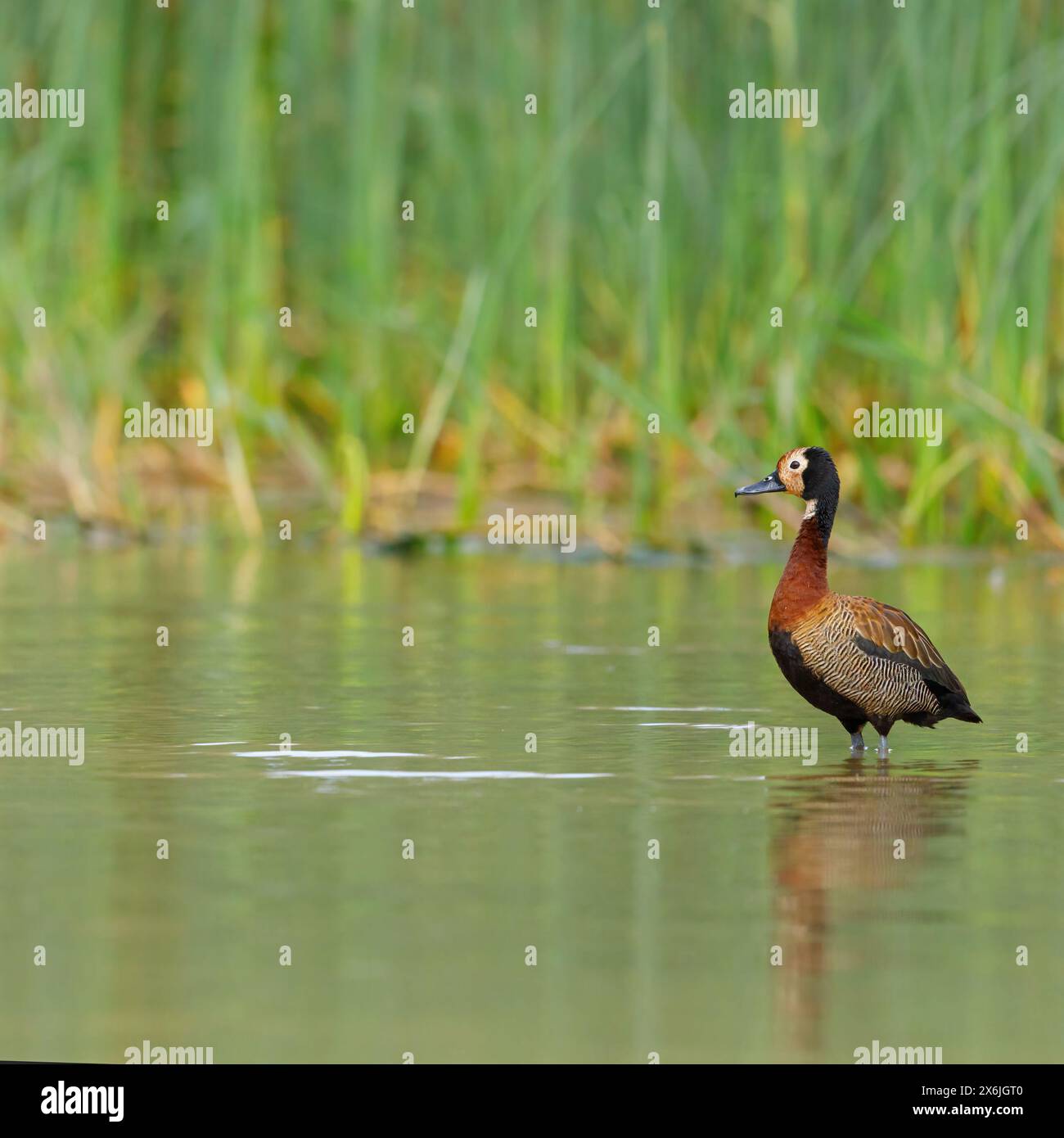 Witwenpfeifgans, White-Faced Whistling Duck, White-Faced Whistling-Duck, White-Faced Whistling-Duck, (Dendrocygna viduata), Dendrocygne veuf, Suirirí Foto Stock