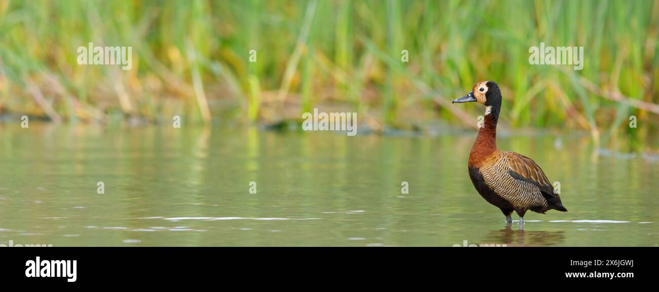 Witwenpfeifgans, White-Faced Whistling Duck, White-Faced Whistling-Duck, White-Faced Whistling-Duck, (Dendrocygna viduata), Dendrocygne veuf, Suirirí Foto Stock
