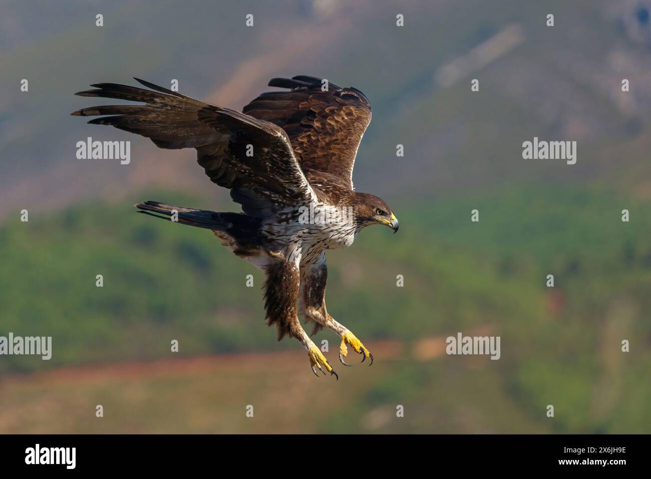 Habichtsadler, Aquila di Bonelli, (Hieraaetus fasciatus,) Aigle de Bonelli, Águila-azor Perdicera Foto Stock