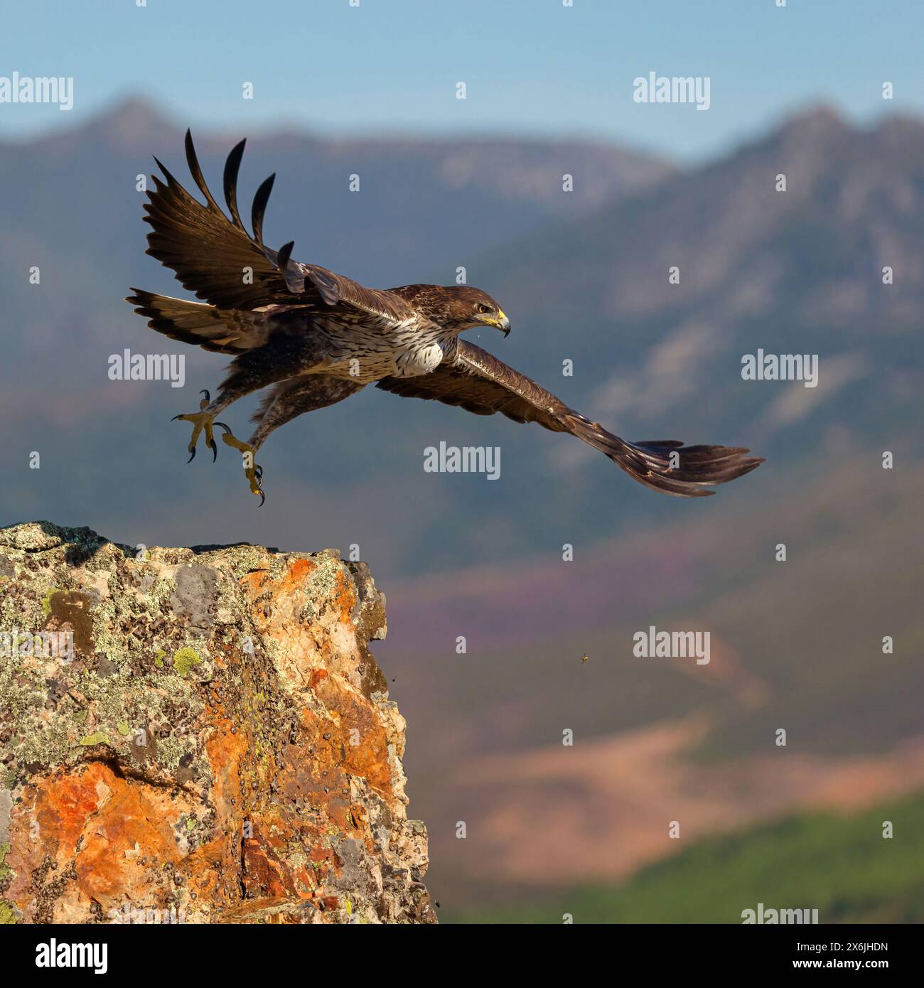 Habichtsadler, Aquila di Bonelli, (Hieraaetus fasciatus,) Aigle de Bonelli, Águila-azor Perdicera Foto Stock