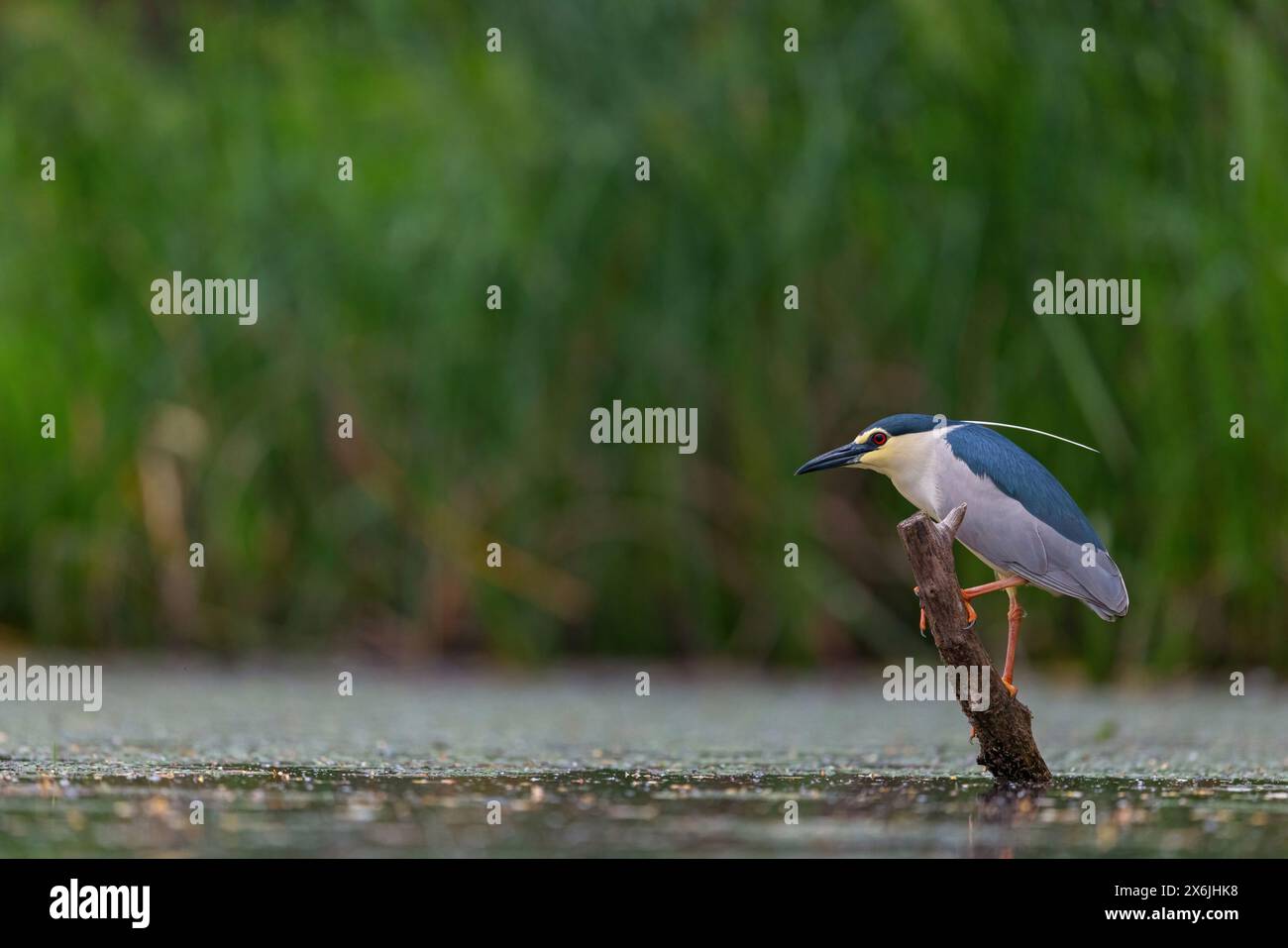 Nachtreiher, Black-Crown Night Heron, Night Heron, Black-Crown Night-Heron, (Nycticorax nycticorax), Bihoreau gris, HÈron bihoreau, Martinete Com˙ Foto Stock