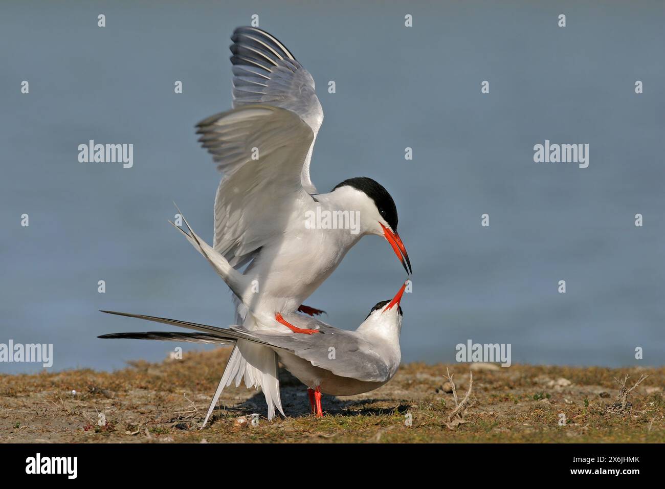 Flussseeschwalbe, Fluss-Seeschwalbe, Flußseeschwalbe, Tern comune, (Sterna hirundo), Sterne pierregarin, Charrán Común Foto Stock