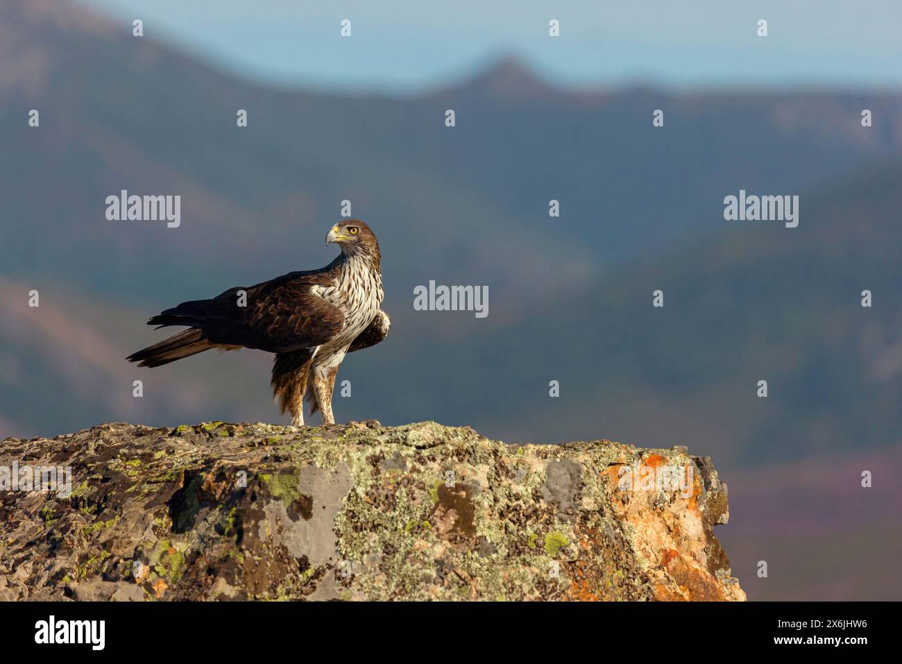 Habichtsadler, Aquila di Bonelli, (Hieraaetus fasciatus,) Aigle de Bonelli, Águila-azor Perdicera Foto Stock