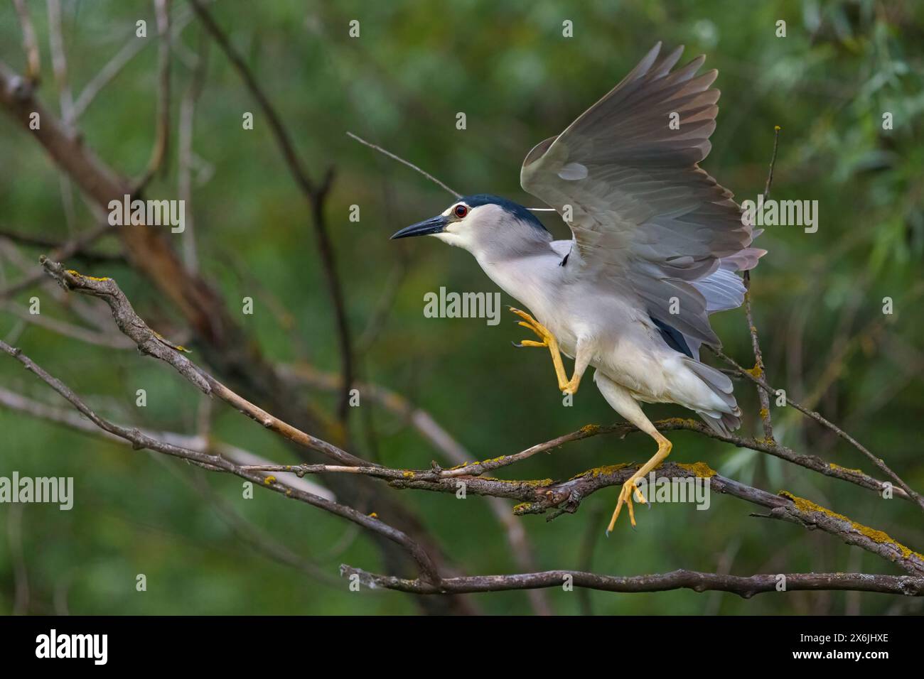 Nachtreiher, Black-Crown Night Heron, Night Heron, Black-Crown Night-Heron, (Nycticorax nycticorax), Bihoreau gris, HÈron bihoreau, Martinete Com˙ Foto Stock