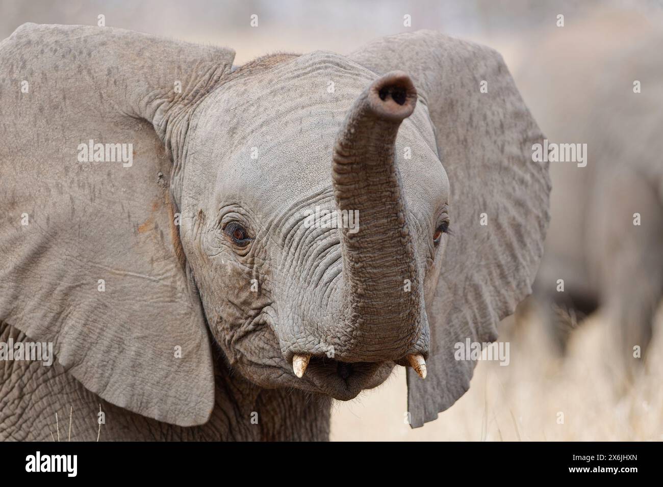 Elefante cespuglio africano (Loxodonta africana), elefante bambino maschio in piedi sotto la pioggia leggera, ritratto della testa, primo piano, Kruger National Park, Sudafrica, Foto Stock