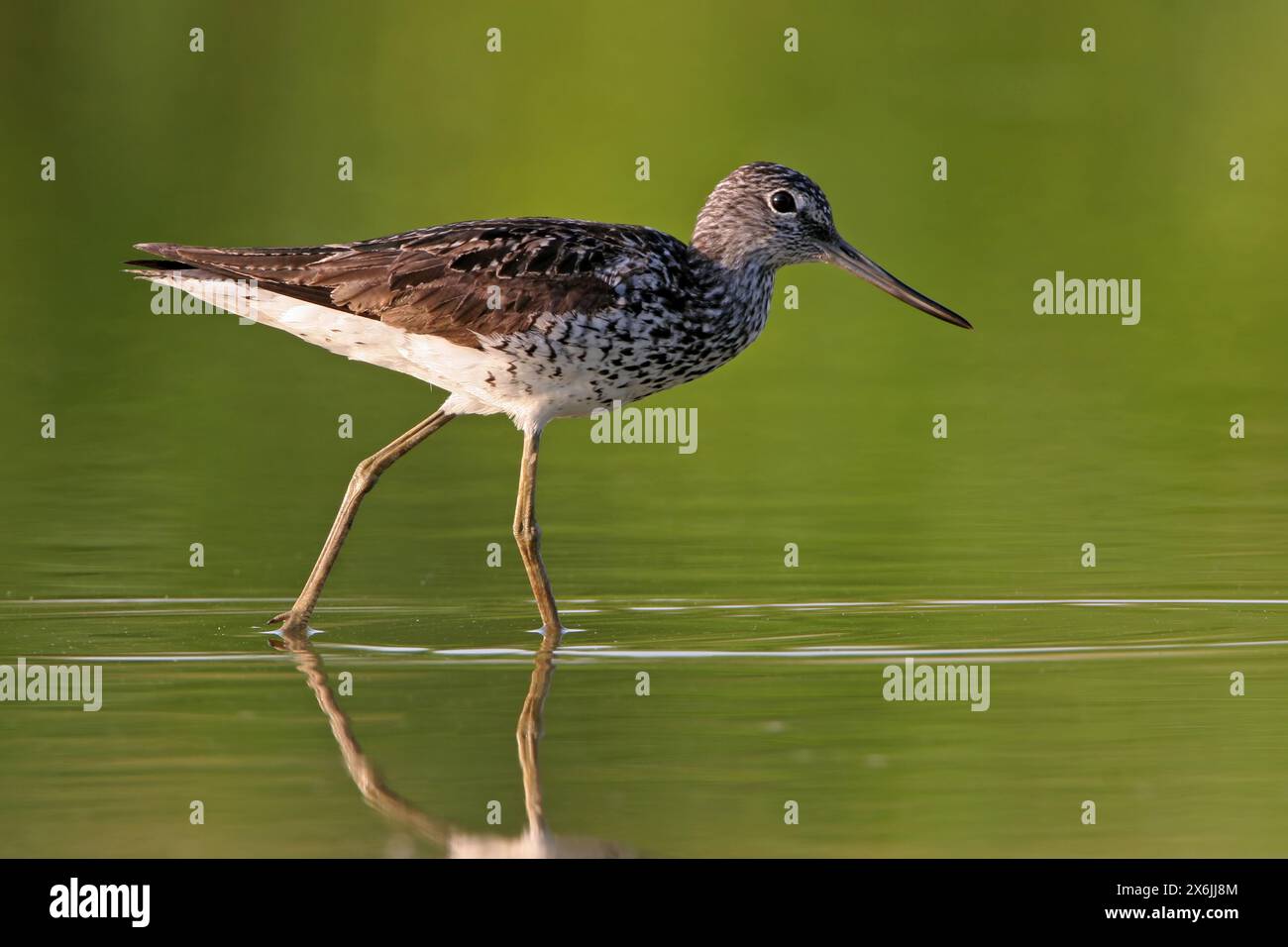 Grünschenkel, Common Greenshank, Greenshank, (Tringa nebularia) Chevalier aboyeur, Archibebe Claro Foto Stock