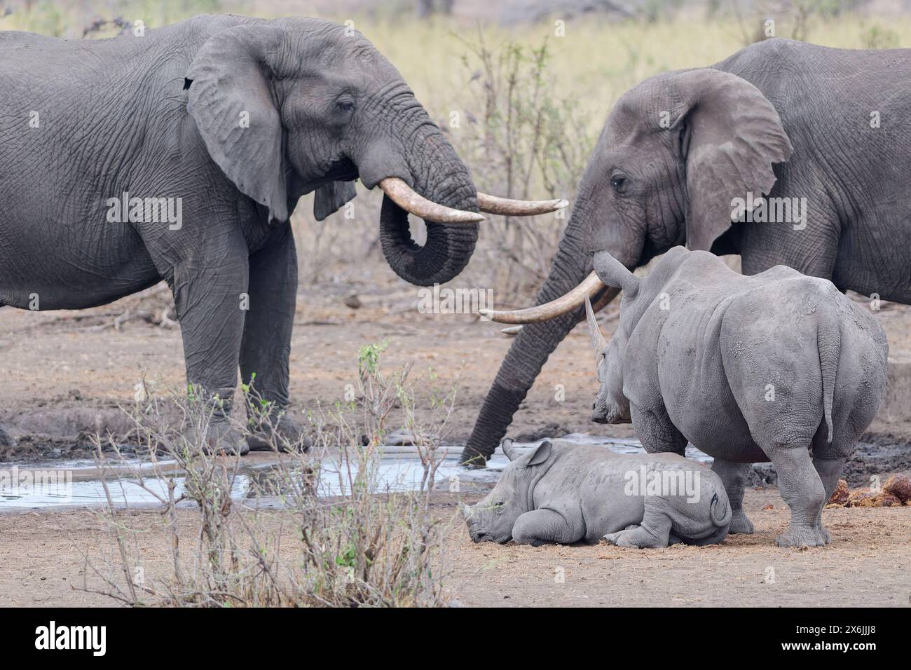 Elefanti del Bush africano (Loxodonta africana), maschi adulti che bevono al pozzo d'acqua, con rinoceronti bianchi meridionali (Ceratotherium simum simum), fe adulto Foto Stock