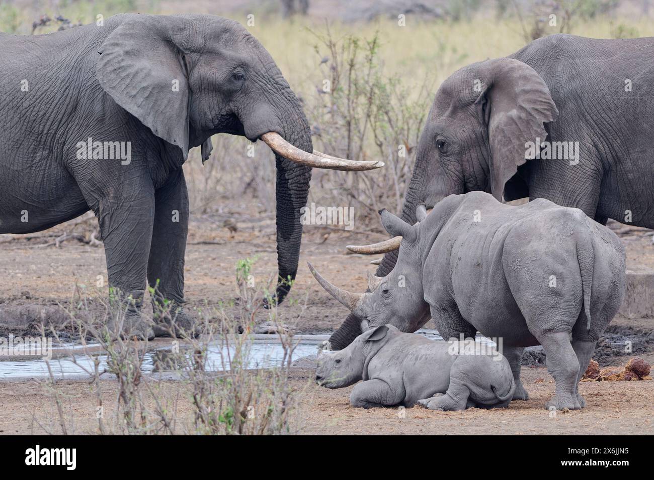 Elefanti del Bush africano (Loxodonta africana), maschi adulti che bevono al pozzo d'acqua, con rinoceronti bianchi meridionali (Ceratotherium simum simum), fe adulto Foto Stock