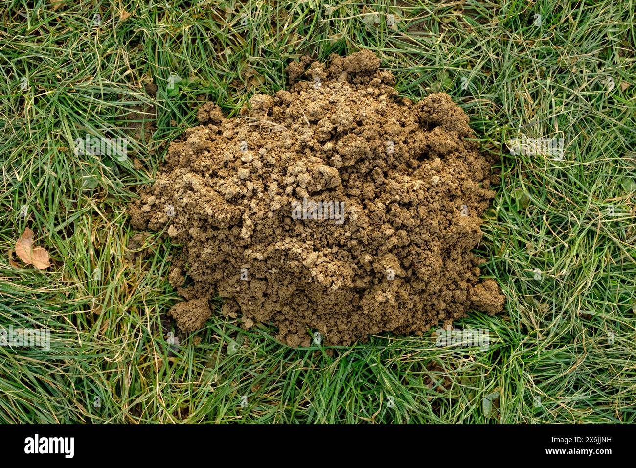 Primo piano di una collina scavata di recente in un giardinaggio Foto Stock