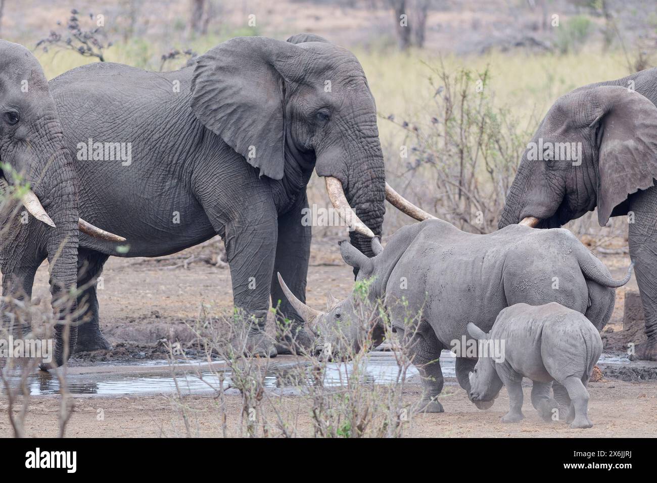 Elefanti del Bush africano (Loxodonta africana), maschi adulti che bevono al pozzo d'acqua, mentre rinoceronti bianchi meridionali (Ceratotherium simum simum), per adulti Foto Stock