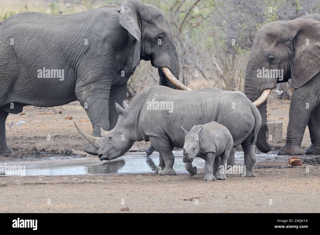 Elefanti africani (Loxodonta africana) e rinoceronti bianchi meridionali (Ceratotherium simum simum), tori elefanti e rinoceronti femminili adulte, drinki Foto Stock