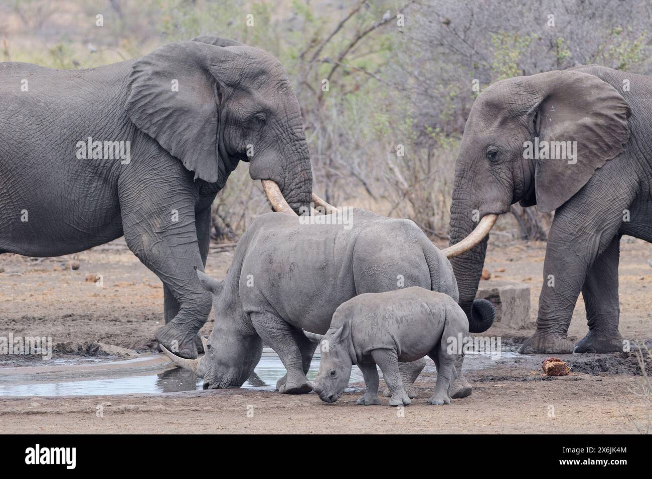 Elefanti africani (Loxodonta africana) e rinoceronti bianchi meridionali (Ceratotherium simum simum), tori elefanti e rinoceronti femminili adulte, drinki Foto Stock