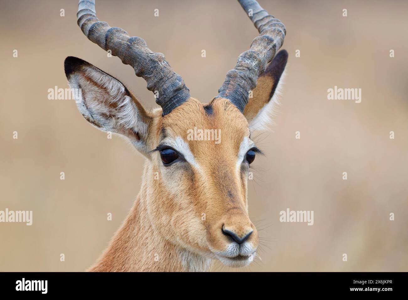 Impala comune (Aepyceros melampus), maschio adulto, primo piano della testa, orecchie e corna, ritratto di animali, Parco nazionale Kruger, Sudafrica, Africa Foto Stock