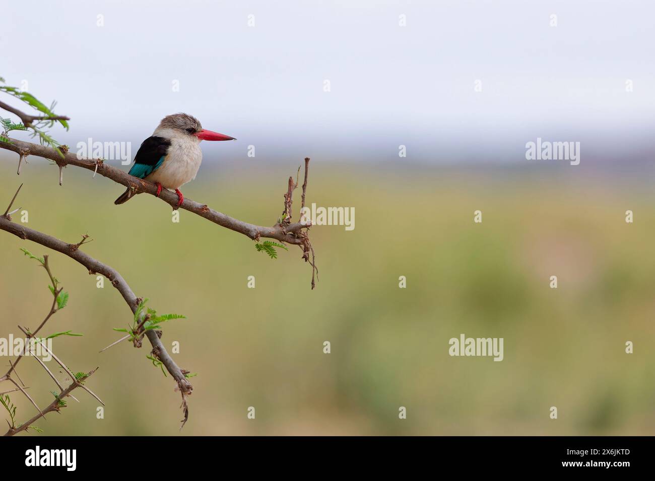 kingfisher con cappuccio marrone (Halcyon albiventris), adulto, arroccato su una diramazione, osservazione, punto panoramico, Kruger National Park, Sudafrica, Africa Foto Stock