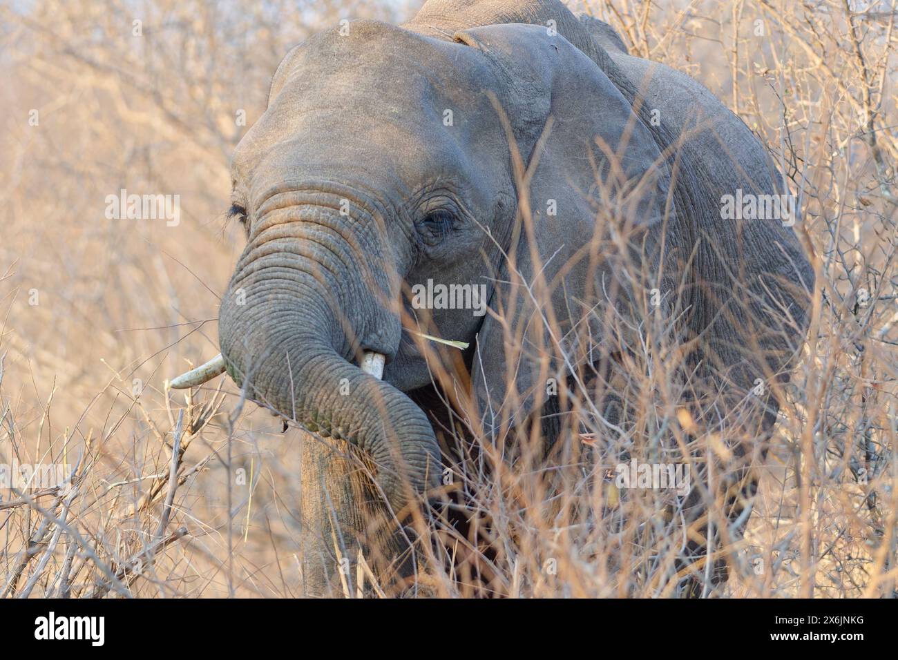 Elefante del Bush africano (Loxodonta africana), vitello di elefante che si nutre di ramoscelli, alla luce del mattino, Parco Nazionale di Kruger, Sudafrica, Africa Foto Stock