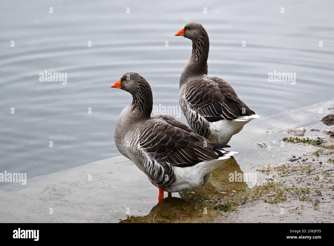 Oche di cinghiale (Anser anser), lago di montagna in Lombardia, Italia Foto Stock