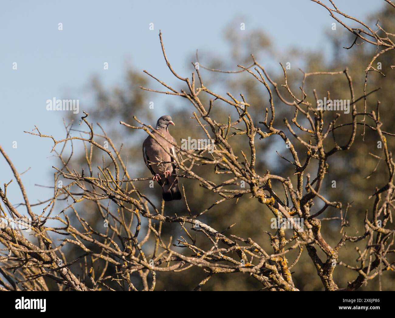 Piccione di legno comune (Columba palumbus), Estremadura, Castilla la Mancha, Spagna Foto Stock