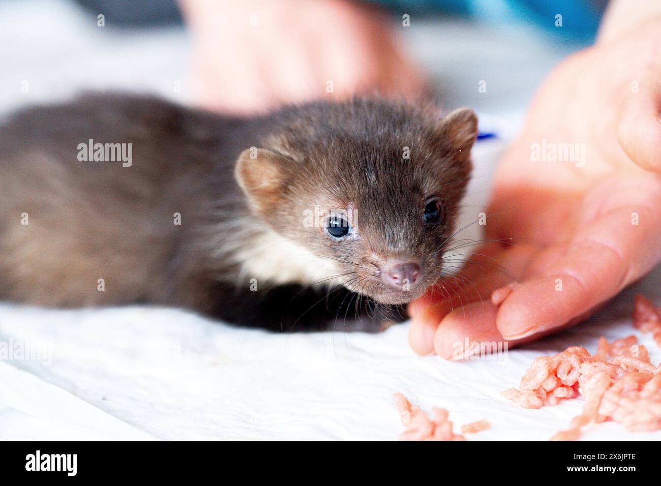 La martora di faggio (Martes foina), il benessere pratico degli animali, i giovani animali ricevono cibo dalla mano in un centro di salvataggio della fauna selvatica, Renania settentrionale-Vestfalia, Germania Foto Stock