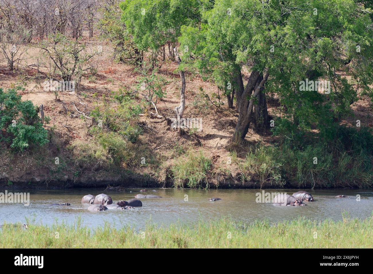 Ippopotami (Hippopotamus amphibius), branco in acqua, bagnante nel fiume Olifants, Parco nazionale Kruger, Sudafrica, Africa Foto Stock