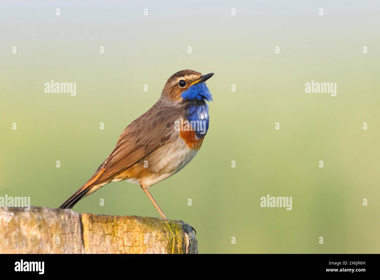 Bluethroat con stelle bianche (Luscinia svecica cyanecula), uomo, seduto su un palo di recinzione in legno, songbird, fauna selvatica, Ochsenmoor, Naturpark Duemmer SEE Foto Stock