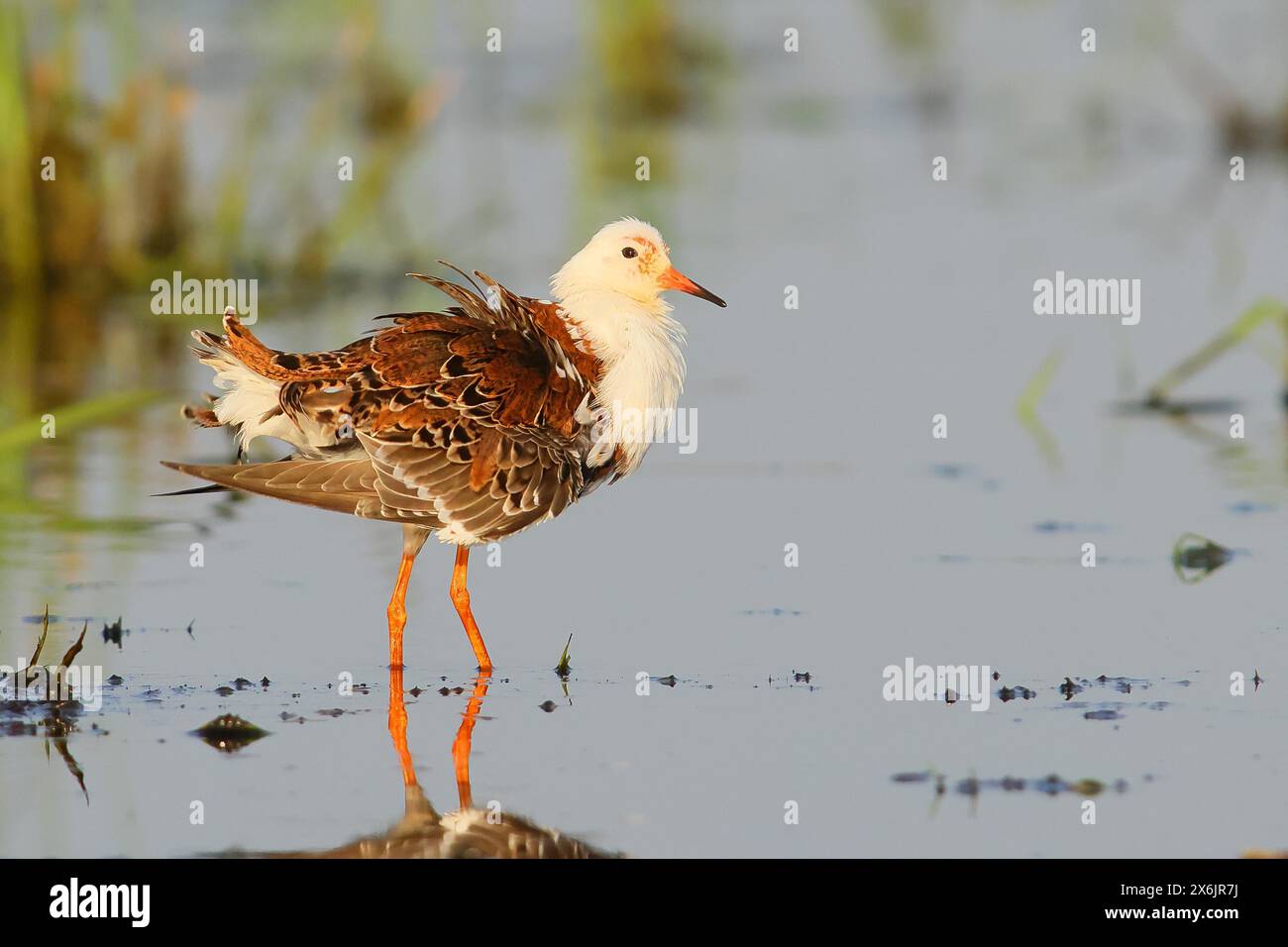 Ruff (Philomachus pugnax), maschio adulto in splendore piumato, in piedi nel prato bagnato, uccelli da caccia, fauna selvatica, Ochsenmoor, parco naturale Duemmer SEE Foto Stock